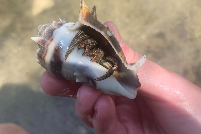 Indian River Clear Bottom Kayak or Paddleboarding Manatee and Dolphin Tour - Physical Requirements and Accessibility