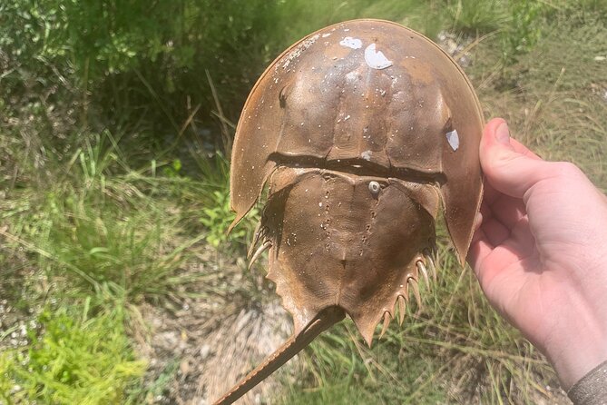 Indian River Clear Bottom Kayak or Paddleboarding Manatee and Dolphin Tour - Tour Booking and Cancellation Policy