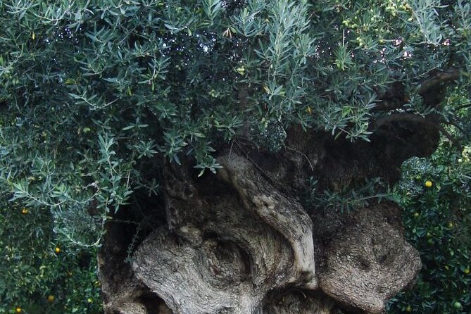 Individual travel accompaniment East Crete - Practical Details: Pickup, Transportation, and Physical Requirements