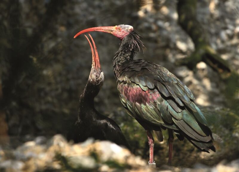 Innsbruck: Alpenzoo & Top of Innsbruck Combination Ticket - The Descent and Return to Innsbruck City Center