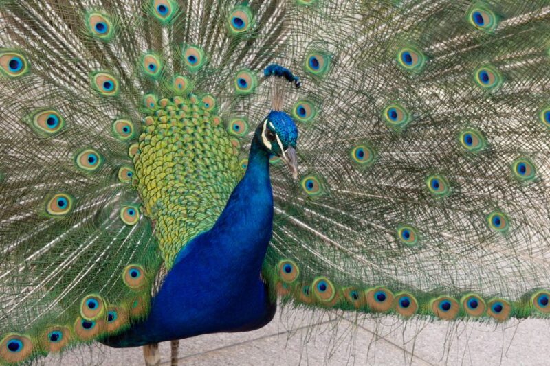 Innsbruck: Tickets for Schloss Ambras - Key Points