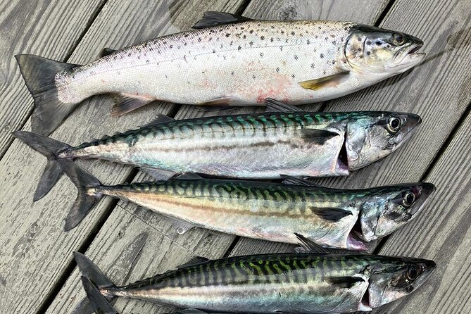 Inshore fishing in the Drangefjord - Starting Point at Litlandstrand in Norway