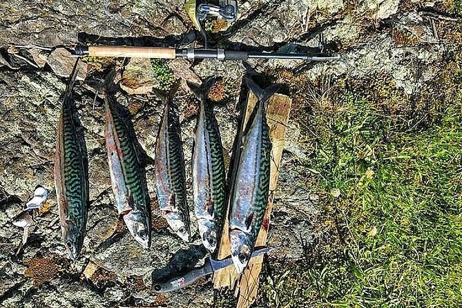 Inshore fishing in the Drangefjord - Wildlife Sightings and Marine Encounters