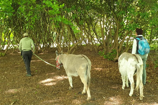 Inspirational Nature Walking Tour with Donkeys in The Hague - Learning the Shepherds Way of Walking in Nature