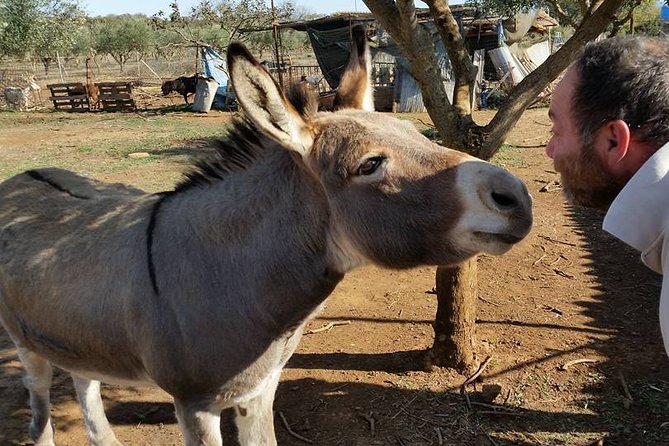 Inspirational Nature Walking Tour with Donkeys in The Hague - Timing, Pacing, and Group Size