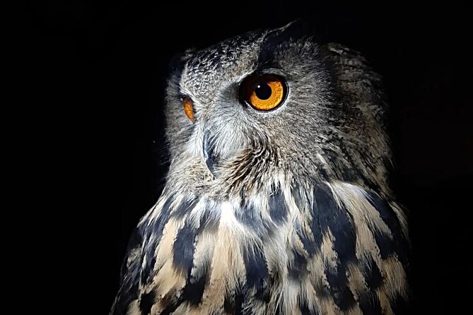 Interactive Educational Course on Birds of Prey - The Interactive Educational Path and Workshops