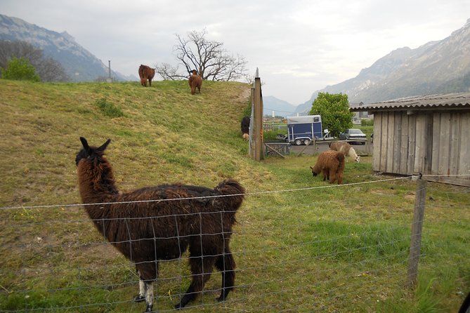 Interlaken Private Tour: Mountains Cows, Thun Lake, and Brienz Lake - Practical Details and Logistics of the Tour