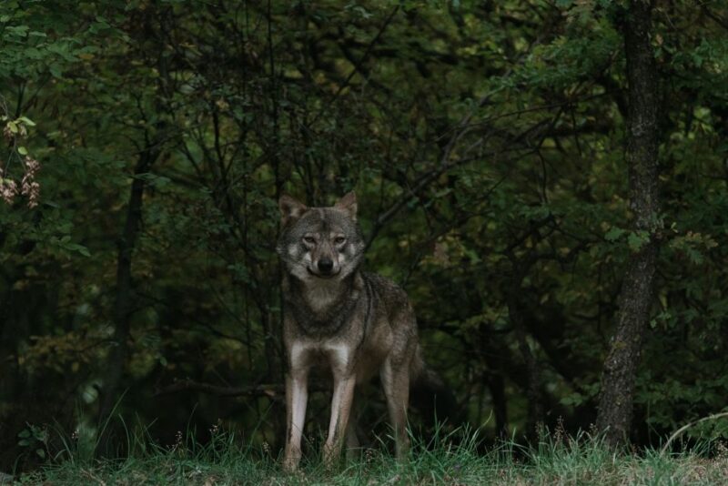 International Environmental Centre of ARCTUROS Tour - Key Points