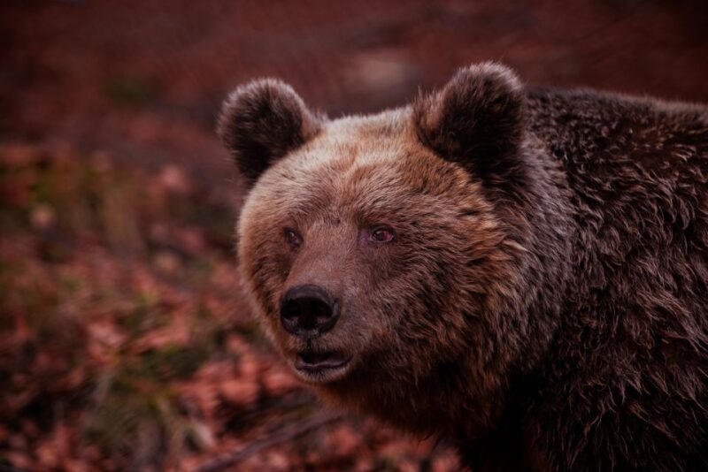 International Environmental Centre of ARCTUROS Tour - Navigating the Walking and Transportation Logistics
