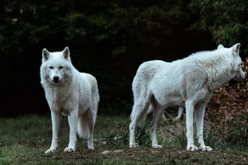 International Environmental Centre of ARCTUROS Tour - Guided Experience and Language Options