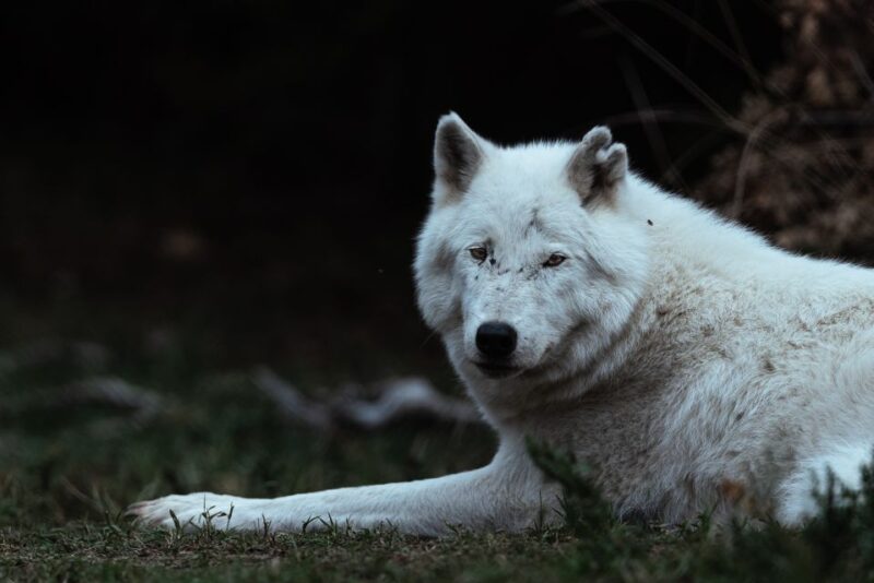 International Environmental Centre of ARCTUROS Tour - Visiting Nymfaio Village and the Beech Forest