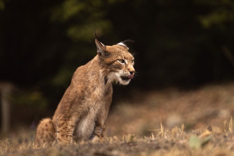 International Environmental Centre of ARCTUROS Tour - Cost, Availability, and Booking Flexibility