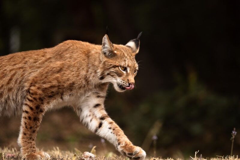 International Environmental Centre of ARCTUROS Tour - Important Practicalities and Restrictions