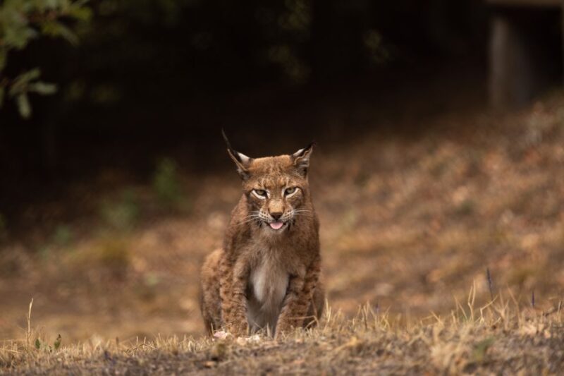 International Environmental Centre of ARCTUROS Tour - Who Should Consider This Tour?