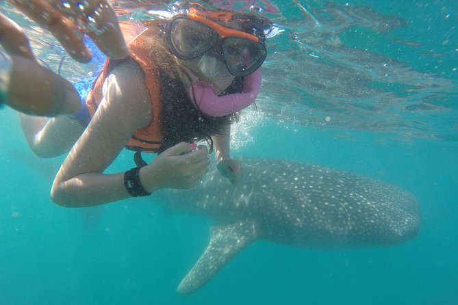 Intimate Eco-Friendly Whale Shark Encounter - Premium Service - Intimate Eco-Friendly Whale Shark Encounter – Premium Service
