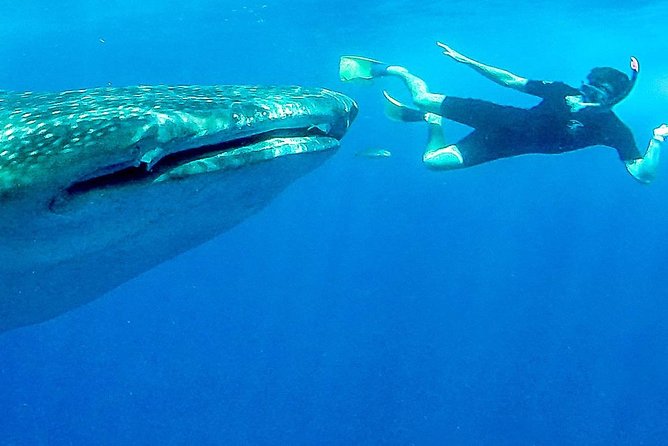 Intimate Eco-Friendly Whale Shark Encounter - Premium Service - Small-Group Experience for Maximum Interaction