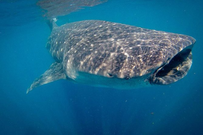 Intimate Eco-Friendly Whale Shark Encounter - Premium Service - Meeting Point and Logistics in La Paz