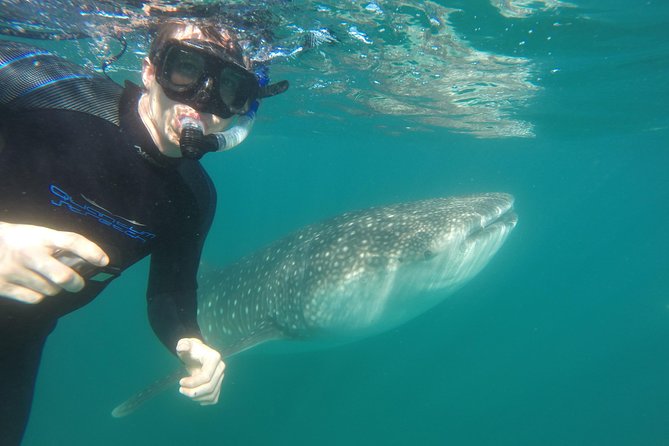 Intimate Eco-Friendly Whale Shark Encounter - Premium Service - Additional Features: Snacks, Drinks, and Safety