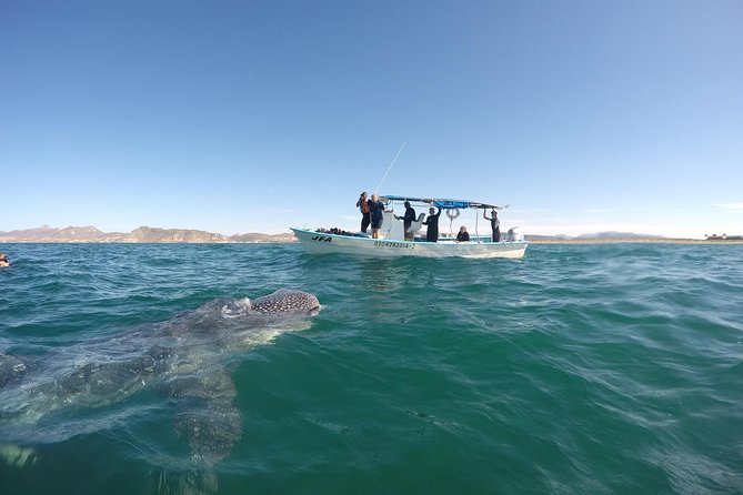 Intimate Eco-Friendly Whale Shark Encounter - Premium Service - Flexibility and Cancellation Policies