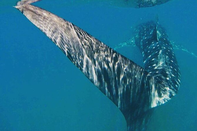 Intimate Eco-Friendly Whale Shark Encounter - Premium Service - Who Should Consider This Tour