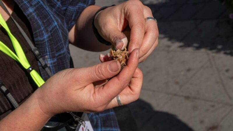 Into the wild - a sensorial experience in Stockholm's woods - The Activities: From Berry Picking to Guided Meditation