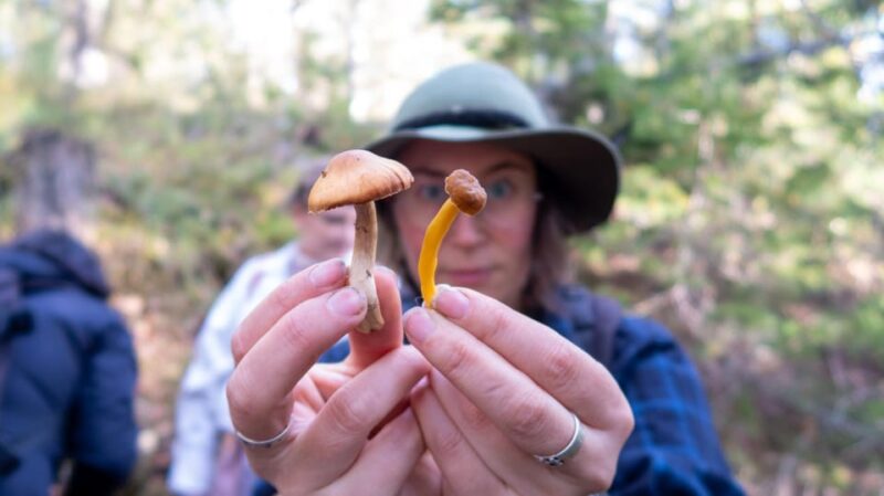 Into the wild - a sensorial experience in Stockholm's woods - Comparing This Tour to Similar Experiences