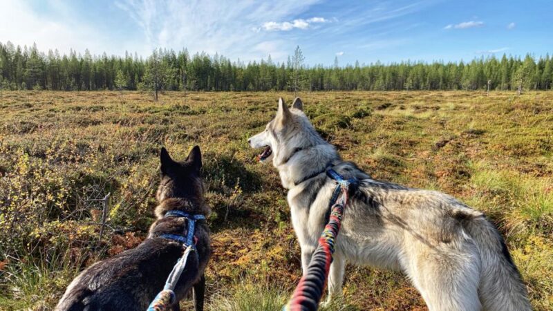 Into the Woods... - Private Tour - Visiting the Arctic Wolfdog Enclosures in Northern Ostrobothnia