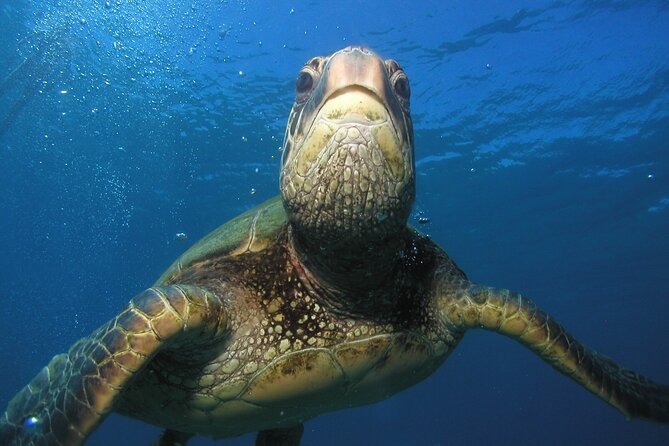 Intro/Refresher Dive Swim Ability Required - Marine Life and Viewing Opportunities