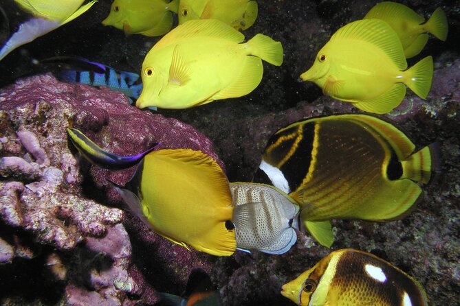 Intro/Refresher Dive Swim Ability Required - Equipment and Hidden Fees