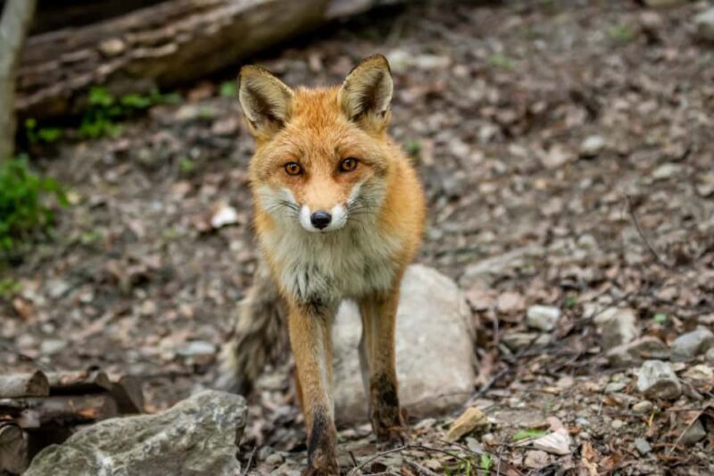 Introd: Entry Ticket to Parc Animalier - How the Parc Animalier d’Introd Combines Wildlife and Nature