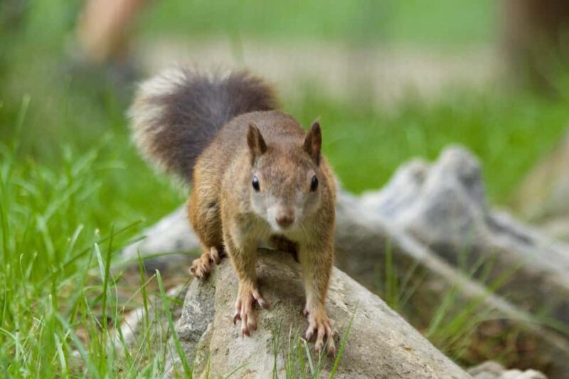 Introd: Entry Ticket to Parc Animalier - Planning Your Visit: What to Bring and Tips