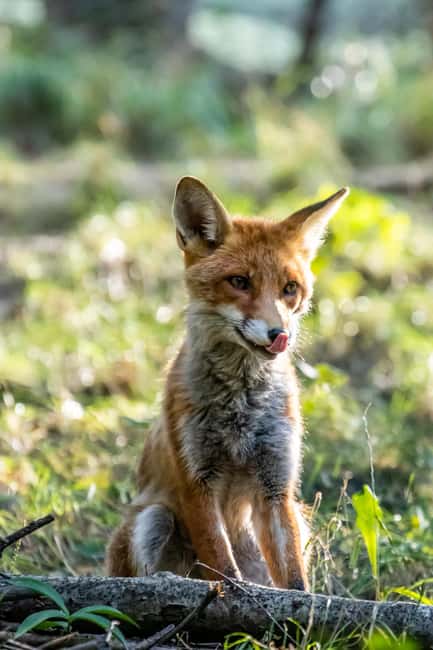 Introd: Entry Ticket to Parc Animalier - Understanding the Visitor Experience