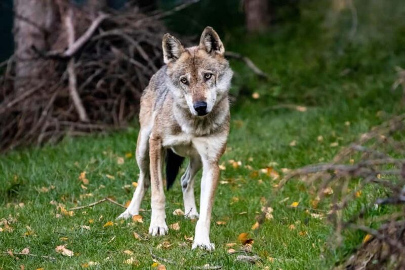 Introd: Entry Ticket to Parc Animalier - Exploring the Surrounding Village of Introd