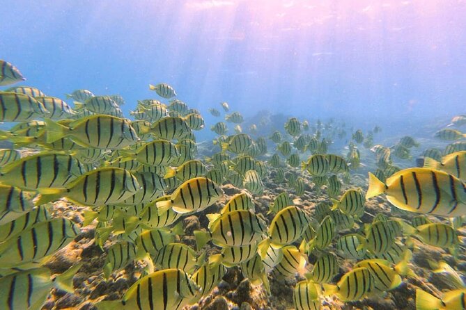 Introductory Beach Scuba Dive - Transition to the Open Water Reef