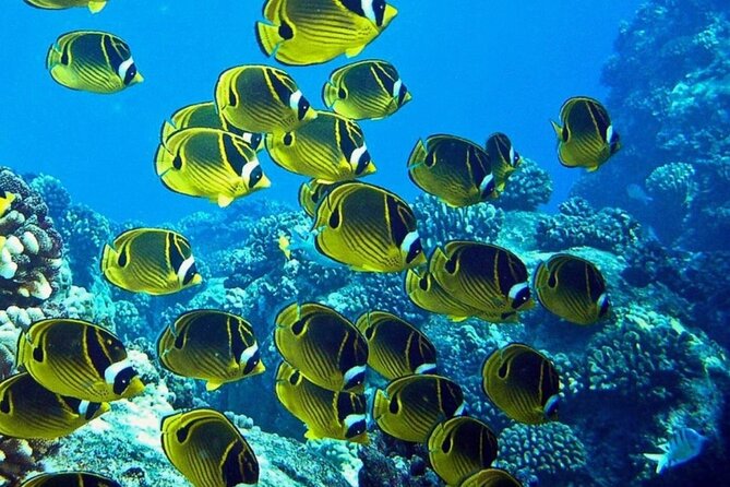 Introductory Beach Scuba Dive - Whats Included in the Experience