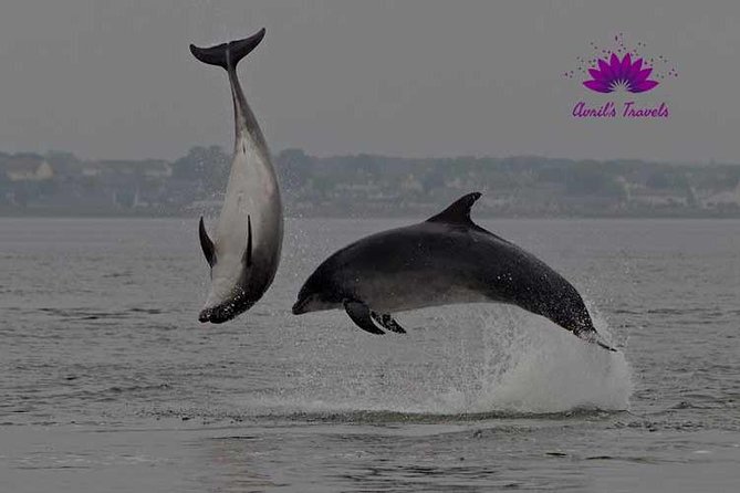 INVERGORDON PORT Tour Dunrobin, Dornoch & Distillery - Exploring the Village of Dornoch