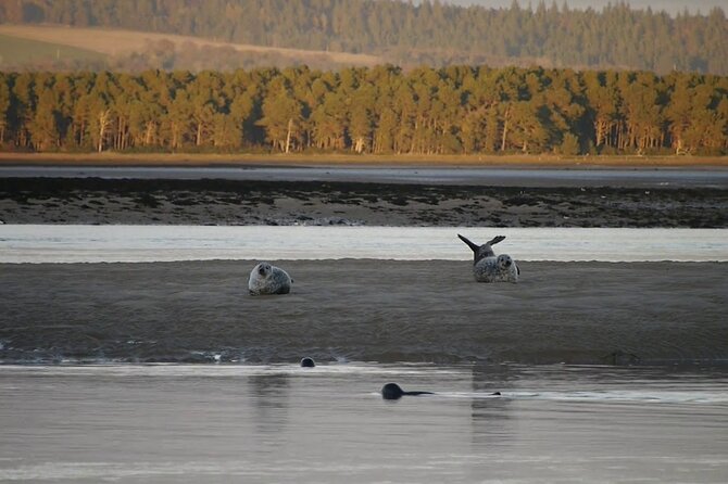 Invergordon Shore Excursion Dunrobin Castle Dornoch Loch Fleet - Exploring Dunrobin Castle and Its Falconry Display