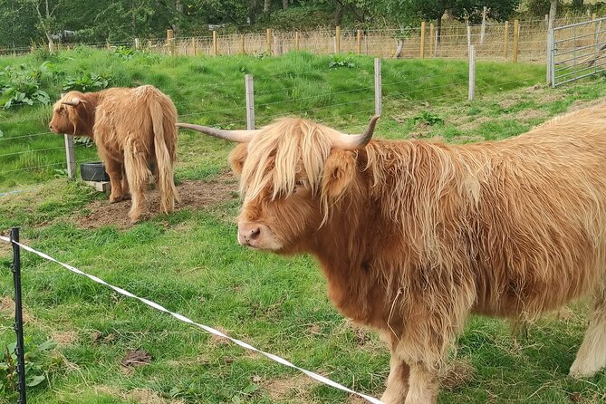 Invergordon Shore Excursion Highland Bucket List Tour - The Value of a Small-Group Highland Adventure