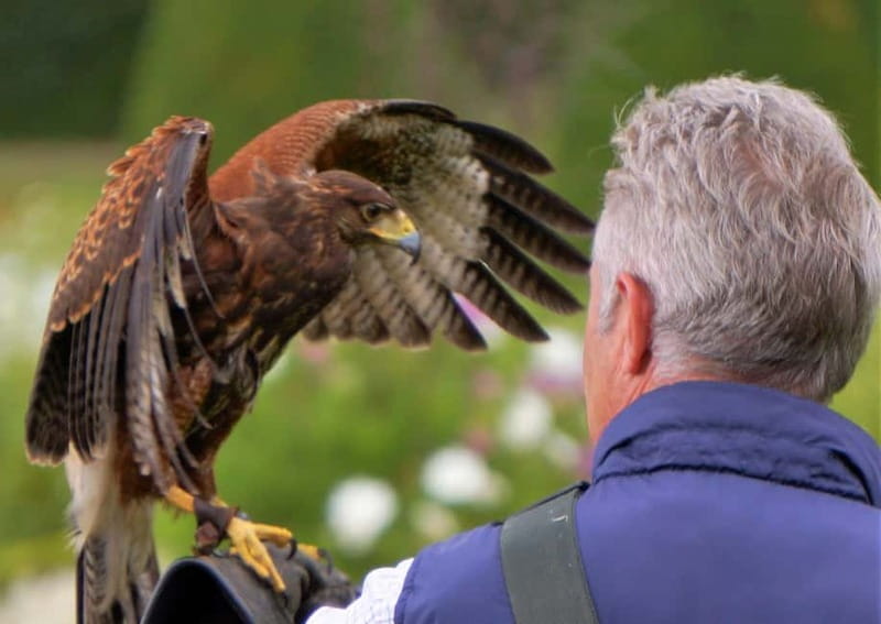 Inverness: Relaxed Private Northern Scottish Highlands Tour - Exploring Dunrobin Castle’s Gardens, Museum, and Falconry Display