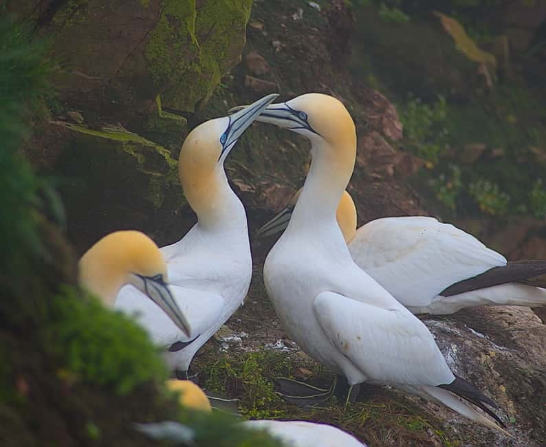 Inverness: Whisky, Wildlife, and Beaches Day Tour - Visiting Carrbridge and Its Historic Stone Bridge
