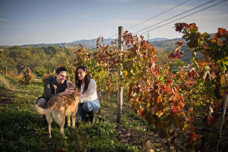 Irpinia Wine Tasting Experience - Tasting Room Atmosphere and Local Appetizers