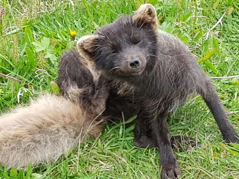 Ísafjörður: Hornstrandir Nature Reserve Guided Hike - Discover Iceland’s Westfjords with the Hornstrandir Guided Hike