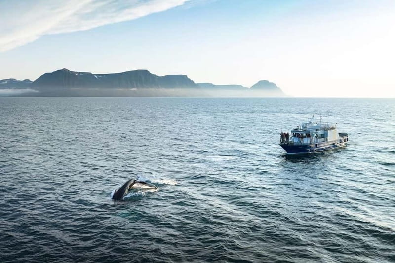 Ísafjörður: Westfjords Whale Watching Boat Tour - Discover the Westfjords Whale Watching Experience in Ísafjörður