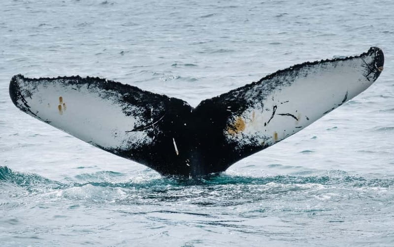 Ísafjörður: Westfjords Whale Watching Boat Tour - Key Points