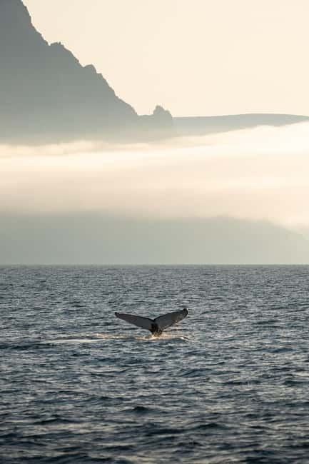 Ísafjörður: Westfjords Whale Watching Boat Tour - Whale Sightings in the Clear Arctic Waters