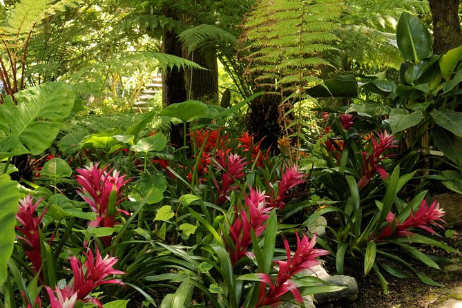 Ischia and La Mortella Gardens - Coach Tour of Ischia’s Top Sights