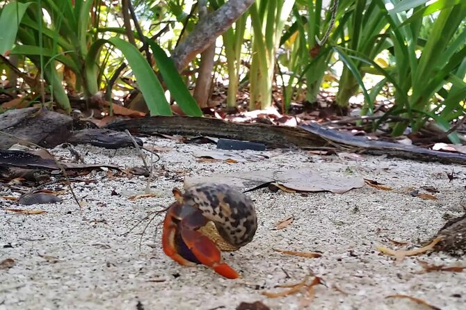 Isla Contoy and Isla Mujeres Tour with Snorkeling from Cancun - Final Stop at Isla Mujeres: Shopping and Beach Time