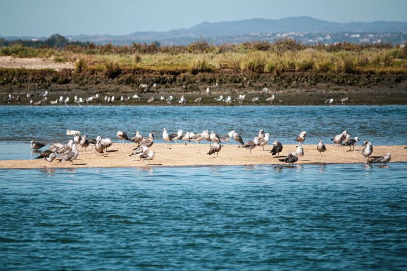 Isla Cristina/Isla Canela: Boat Trip Through the Marshes - Tasting White Prawns and Huelva Wines on Mussel Rafts