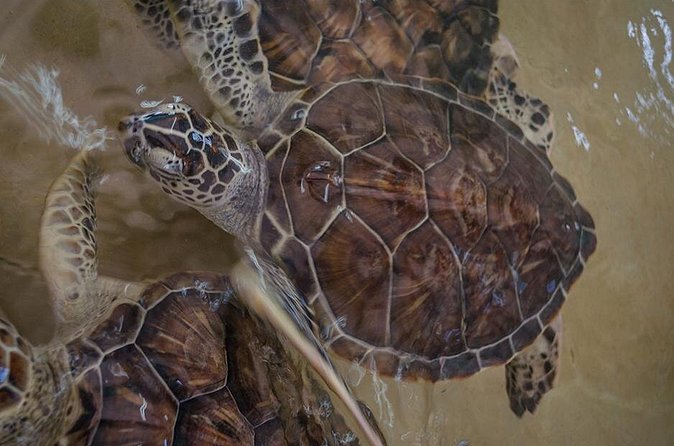 Isla Mujeres Private Excursion - Additional Fees and Booking Information