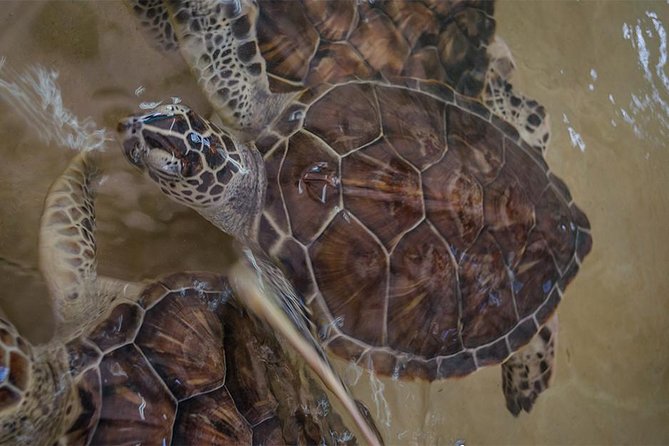 Isla Mujeres Private Excursion - Why Choose This Tour for a Private Island Day